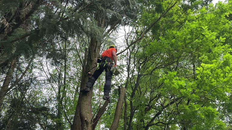 Best Stump Grinding and Removal  in Heritage Pines, FL