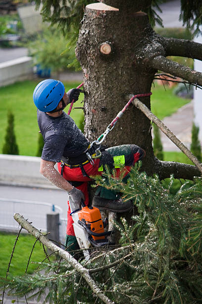 Best Storm Damage Tree Cleanup  in Heritage Pines, FL